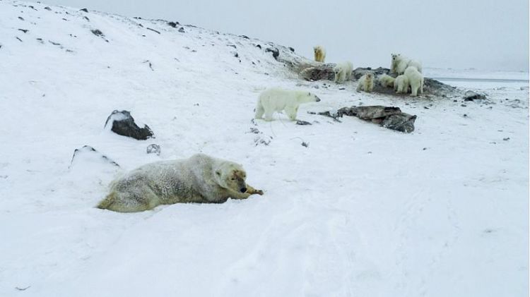 Probleme mari in Rusia! Invazie ciudata a unor animale
