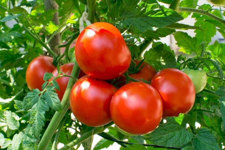 Toți cei care mănâncă roșii trebuie să știe asta! Ce greșeală imensă facem? Cum trebuie consumate, de fapt