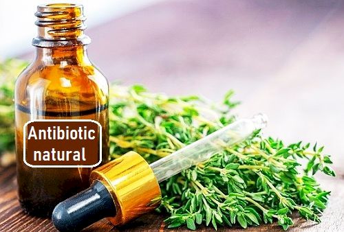 S-a descoperit care este cel mai puternic antibiotic natural! Indiciu: E o plantă pe care sigur o aveți în bucătărie