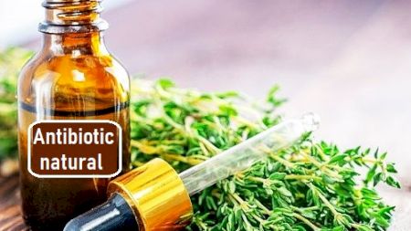 S-a descoperit care este cel mai puternic antibiotic natural! Indiciu: E o plantă pe care sigur o aveți în bucătărie