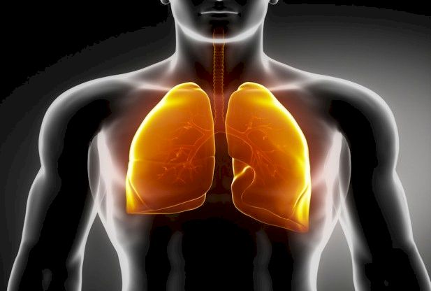 Efectele miraculoase ale mugurilor de brad. Gasiti preparatul si la plafar. Ajuta digestia si plamanii