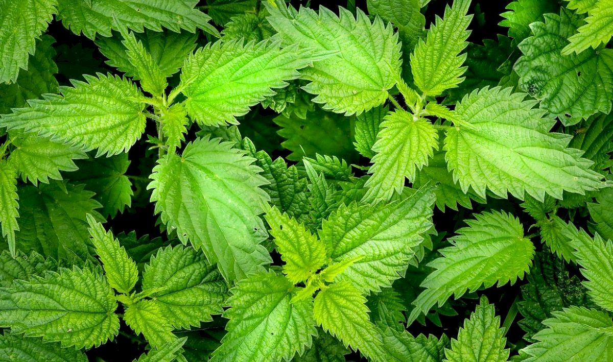 Planta minune pentru femei! Are grijă de corpul tău mai mult decât crezi. Ce beneficii îți oferă