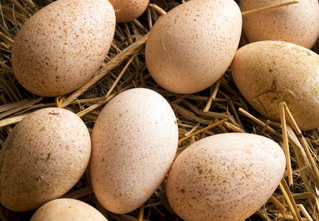 Nu mai consuma aceste alimente! Poți avea toxiinfecție alimentară fara sa stii. Specialiștii avertizează
