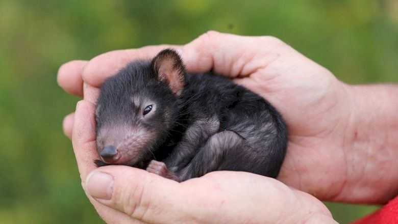 Diavolii tasmanieni există și astăzi și s-au înmulțit. Cum arată? Au fost o specie pe cale de dispariție. Pe cine au ucis