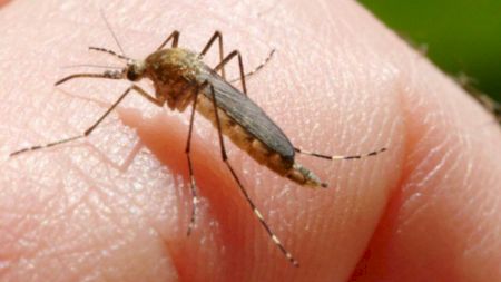 Virusul West Nile face ravagii în Romania.