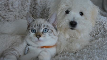 Câte ore dorm câinii pe zi și câte ore dorm pisicile? Mulți proprietari de animale se întreabă dacă este normal
